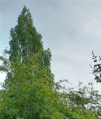 Polulle valittujen runojen kirjoittajat kukitettiin: Maarit Liimatainen, Päivikki Iivari, Lea Halonen, Milla Sajaniemi ja Anna-Maija Ahola. Kuvasta puuttuu vielä Teemu Helle.